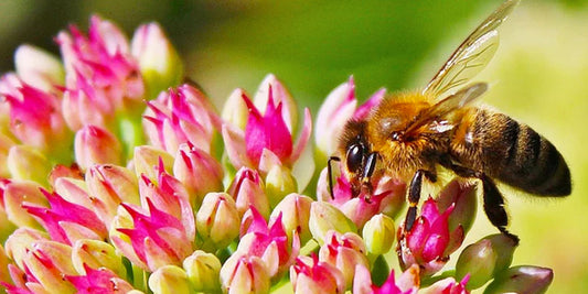 A Bee collecting nectar - Cecily Clune's symbol