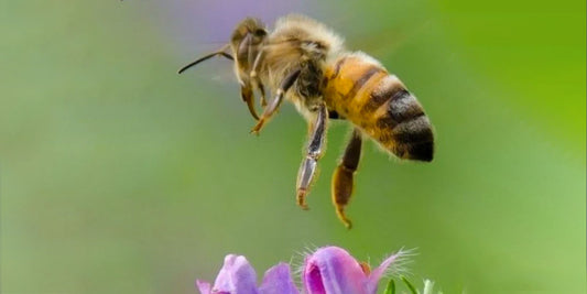 A bee on a flower